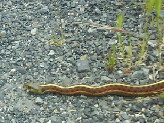 273 Snake Drake Estuary 3rd Jun 2010.jpg